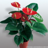 紅掌 室內(nèi)盆栽 辦公室盆栽 紅掌盆栽 紅掌植物 四季綠植 盆栽花卉