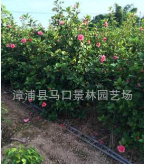 農戶低價批發/銷售質優價廉/地苗/袋苗精品扶桑/朱槿/薔薇