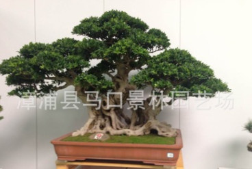 景林園藝場基地低價批發質量保證樁景榕樹/榕樹