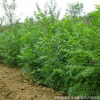 產(chǎn)地直銷工程綠化苗木樸樹 批發(fā)優(yōu)質(zhì)園林苗木樸樹苗 規(guī)格齊全