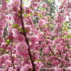 庭院美化綠化植物 紅花榆葉梅樹苗 叢生榆葉梅嫁接當(dāng)年開花