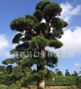 低價批發地苗，假植苗造型羅漢松、造型土杉、羅漢松、土杉