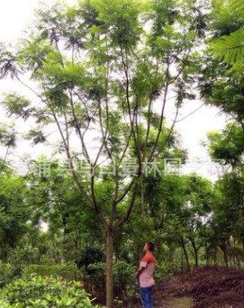 景林園藝場基地批發質量保證地苗/袋苗藍花楹