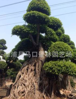 景林園藝場基地低價批發質量保證地苗/盆景苗榕樹
