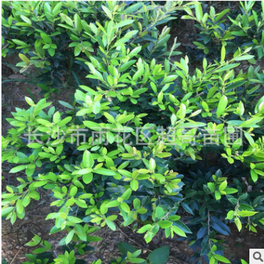 湖南基地直銷園林工程苗 中華蚊母球 蚊母苗 庭院綠籬植物