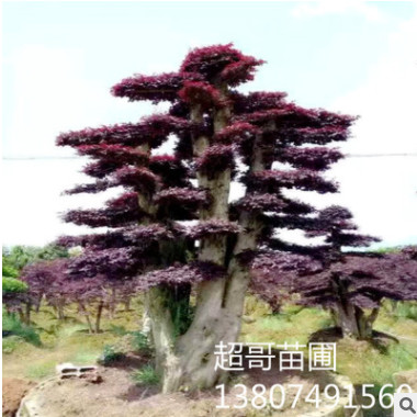 優質紅繼木批發 湖南造型紅花繼木樹樁價格 10 15 20公分造型古樹
