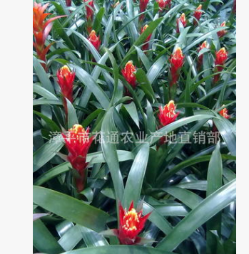 產地直銷觀花花卉鳳梨 批發火炬鳳梨