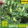 供應果樹苗棗苗 大棗樹苗 良種棗子苗大棗苗 地栽盆栽小苗結果苗