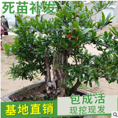 廠家供應石榴盆景 形狀優美 庭院工程綠化果樹 叢生造型石榴樹