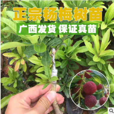 楊梅苗 嫁接?xùn)|魁楊梅樹苗 營養(yǎng)杯發(fā)貨