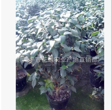 產地直銷花卉盆栽植物茶花 批發茶花(赤丹 ) 茶花（千里香）