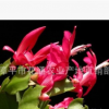 產(chǎn)地直銷蟹爪蘭 批發(fā)盆栽蟹爪蘭10月紅 國(guó)旗紅
