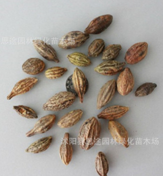 批發(fā)優(yōu)質(zhì)中藥材種子 柯子種子 當(dāng)年新採(cǎi)大金果種子