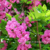 批發新采刺槐種子 香花槐種子 紅花槐種子 黃花槐種子 白花刺槐