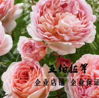 亞伯拉罕歐月爬藤大中小苗盆栽濃花型灌木月季奧斯汀玫瑰月季大花