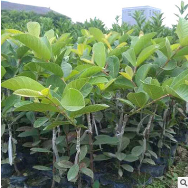 包郵供應(yīng)果苗紅心番石榴苗 芭樂苗 紅心芭樂苗 廣西果苗