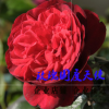 歐月藤本月季玫瑰國(guó)度天使 爬藤植物薔薇花苗 庭院陽(yáng)臺(tái)花卉盆栽
