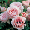 本特 歐月瑞典女王歐洲進(jìn)口月季花苗濃香大花 陽(yáng)臺(tái)花卉盆栽