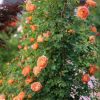 歐月夏洛特夫人藤本月季大苗薔薇花苗庭院陽(yáng)臺(tái)爬藤盆栽花卉植物