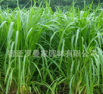 高產高蛋白牧草種子 皇竹草種子 新型黃竹草種子