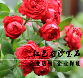 現(xiàn)貨歐月 紅/粉色龍沙寶石 紅/粉龍?zhí)俦驹录炯t龍花卉帶花苞發(fā)貨