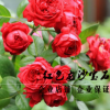 現(xiàn)貨歐月 紅/粉色龍沙寶石 紅/粉龍?zhí)俦驹录炯t龍花卉帶花苞發(fā)貨