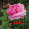 歐洲月季花苗 經(jīng)典微型月季無(wú)限公主月季 粉色大花勤花豐花