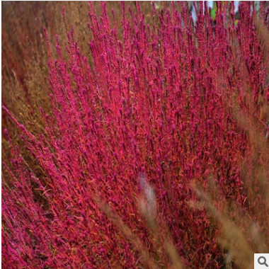 花卉種子 紅葉地膚種子 綠葉地膚 易種花草種子 花種子 觀葉植物