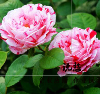 歐月說愁月季花苗 庭院植物 月季花盆栽 條紋月季苗 灌木豐花月季