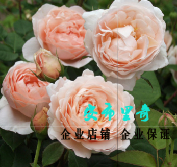 歐月苗安布里奇 安部姬月季花苗 灌木月季庭院豐花月季玫瑰花濃香