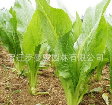基地直銷 量大優惠 優質牧草種子 苦荬菜種子