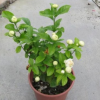 虎頭茉莉批發茉莉花卉盆栽辦公室綠植帶花發貨室內外桌面重瓣花苗