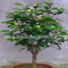 批發茶花苗 山茶花大苗 四季茶花帶花苞包成活當年開花