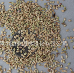 草坪種子批發 百喜草種子 暖機型地被草坪草籽 又名巴哈雀稗