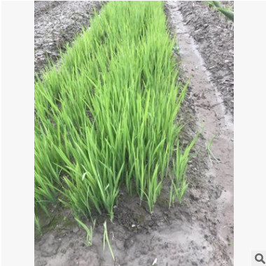 水生植物基地 黃菖蒲 再力花 凈化水質 池塘綠化 花葉菖蒲