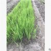 水生植物基地 黃菖蒲 再力花 凈化水質 池塘綠化 花葉菖蒲