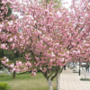 批發(fā)日本櫻花 工程綠化 高桿櫻花樹(shù) 規(guī)格齊全 當(dāng)年開(kāi)花