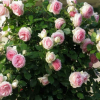 基地批發(fā)月季花 歐月藤本月季 爬藤月季庭院種植觀(guān)賞盆栽花卉