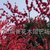 基地批發(fā)庭院觀(guān)花植物綠化苗木紅梅苗 朱砂梅 榆葉梅可盆栽易種植