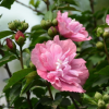 木槿