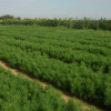 基地苗圃直銷園林綠化工程苗木行道景觀樹苗白皮松盧坡綠化苗小苗