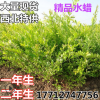 園林綠化工程苗木行道彩葉綠籬景觀色塊耐寒水蠟苗新疆西北特供