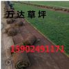 京津冀草坪遼寧草坪批發大量優先