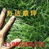 遼寧草坪批發草坪吉林草坪土量大從優