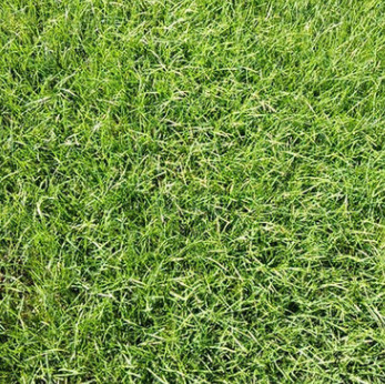遼寧草坪批發(fā)新鮮真草坪小區(qū)綠化公園綠化天然草坪帶土量大從優(yōu)