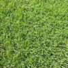 遼寧草坪批發新鮮真草坪小區綠化公園綠化天然草坪帶土量大從優