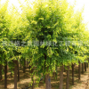 金葉榆樹苗批發庭院彩葉植物可盆栽造型金葉榆工程綠化苗木風景樹