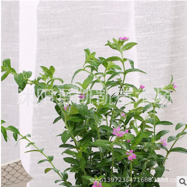 滿天星花苗盆栽花草花卉綠植室內客廳辦公室四季開花盆景觀花植物
