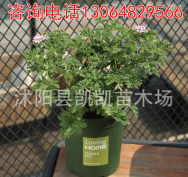 驅蚊草盆栽 花苗驅蟲防蚊香草辦公室內綠色植物包郵 夏天臥室植物