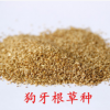 批發(fā)進(jìn)口草坪種子狗牙根 護(hù)坡草坪種子 狗牙根種子 耐踐踏 品種全